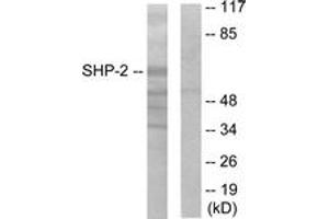 Western blot analysis of extracts from A431 cells, using SHP-2 (Ab-542) Antibody.