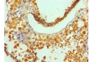 Immunohistochemistry of paraffin-embedded human testis tissue using ABIN7154323 at dilution of 1:100 (Golgin A2 (GOLGA2) (AA 20-300) Antikörper)