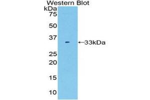 Western Blotting (WB) image for anti-Fucosidase, alpha-L- 1, Tissue (FUCA1) (AA 170-420) antibody (ABIN1858926) (FUCA1 Antikörper  (AA 170-420))