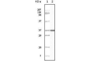 Western Blot showing BLK antibody used against truncated BLK recombinant protein. (BLK Antikörper)