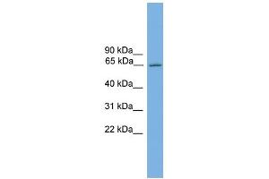 WB Suggested Anti-Nr4a3 Antibody Titration:  0. (NR4A3 Antikörper  (C-Term))