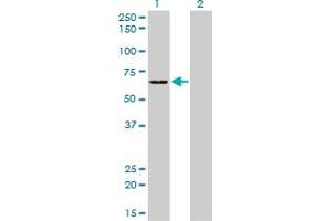 Western Blotting (WB) image for anti-Serine--tRNA Ligase, Cytoplasmic-Like (AA 1-515) antibody (ABIN598916) (Serine--tRNA Ligase, Cytoplasmic-Like (AA 1-515) Antikörper)