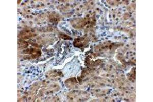 Immunohistochemistry of PTER in mouse kidney tissue with PTER polyclonal antibody  at 2. (PTER Antikörper  (C-Term))