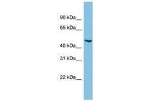 Image no. 1 for anti-Chromosome 17 Open Reading Frame 75 (C17orf75) (AA 323-372) antibody (ABIN6745185) (C17orf75 Antikörper  (AA 323-372))