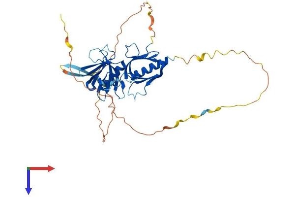 PLEKHA1 Protein (AA 1-383) (His tag)