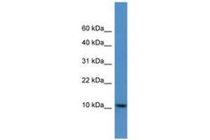 Image no. 1 for anti-DnaJ (Hsp40) Homolog, Subfamily C, Member 19 (DNAJC19) (C-Term) antibody (ABIN6746682) (DNAJC19 Antikörper  (C-Term))