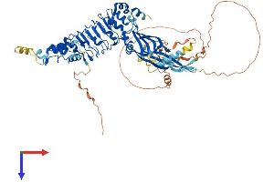 Leucine Rich Repeat Containing 43 (LRRC43) (AA 1-656) protein (His tag)