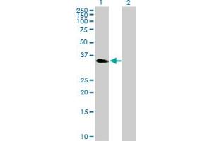 Western Blot analysis of CEBPE expression in transfected 293T cell line by CEBPE MaxPab rabbit polyclonal antibody. (CEBPE Antikörper  (AA 1-281))