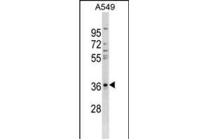 CTGF Antibody (ABIN1536619 and ABIN2843876) western blot analysis in A549 cell line lysates (35 μg/lane). (CTGF Antikörper  (AA 166-193))