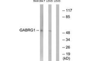 Western Blotting (WB) image for anti-gamma-aminobutyric Acid (GABA) A Receptor, gamma 1 (GABRg1) (AA 11-60) antibody (ABIN2890332) (GABRg1 Antikörper  (AA 11-60))