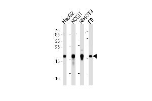 HMGA2 anticorps  (C-Term)