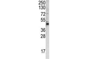Western blot analysis of WNT4 antibody and 293 lysate. (WNT4 Antikörper  (AA 242-269))