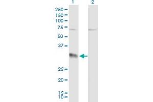 Western Blot analysis of EFNA3 expression in transfected 293T cell line by EFNA3 MaxPab polyclonal antibody. (Ephrin A3 Antikörper  (AA 1-238))