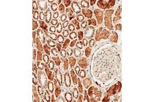 Immunohistochemical analysis of paraffin-embedded human kidney tissue using B performed on the Leica® BOND RXm. (PCK1 Antikörper  (C-Term))