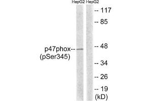 Western blot analysis of extracts from HepG2 cells treated with TNF using p47 phox (Phospho-Ser345) Antibody. (NCF1 Antikörper  (pSer345))