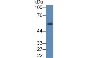 Western Blot; Sample: Rat Pancreas lysate; Primary Ab: 2µg/mL Rabbit Anti-Rat a1AT Antibody Second Ab: 0. (SERPINA1 Antikörper  (AA 27-181))