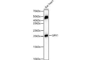 Western blot analysis of extracts of Rat heart, using GPX1 Rabbit mAb (ABIN7267434) at 1:12000 dilution. (Glutathione Peroxidase 1 Antikörper)