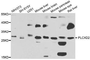 Western blot analysis of extracts of various cell lines, using PLCXD2 antibody. (PLCXD2 Antikörper)