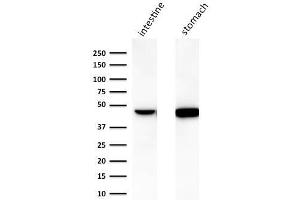 Western Blot Analysis of human A) intestine and B) stomach lysate using Cytokeratin 18 Mouse Monoclonal Antibody (C-04). (Cytokeratin 18 Antikörper)