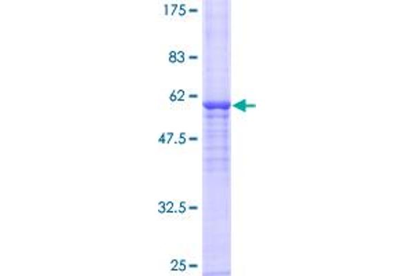 NAT2 Protein (AA 1-290) (GST tag)