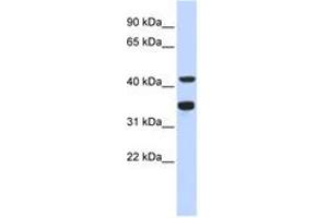 Image no. 1 for anti-Polymerase (DNA Directed), delta 2, Accessory Subunit (POLD2) (AA 143-192) antibody (ABIN6743481) (POLD2 Antikörper  (AA 143-192))