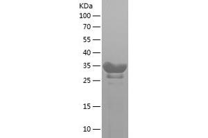 IGJ Protein (AA 40-89) (His-IF2DI Tag)