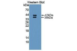 Western Blotting (WB) image for anti-Resistin Like beta (RETNLB) (AA 24-111) antibody (ABIN1870323) (RETNLB Antikörper  (AA 24-111))