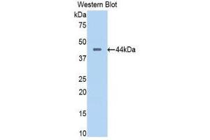 Western Blotting (WB) image for anti-Pancreas Specific Transcription Factor, 1a (PTF1A) (AA 177-328) antibody (ABIN3204962) (PTF1A Antikörper  (AA 177-328))