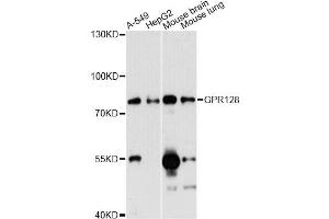 Western blot analysis of extracts of various cell lines, using GPR128 antibody (ABIN6290217) at 1:3000 dilution. (G Protein-Coupled Receptor 128 Antikörper)