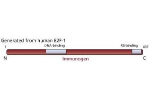 Image no. 1 for anti-E2F Transcription Factor 1 (E2F1) antibody (ABIN967439) (E2F1 Antikörper)