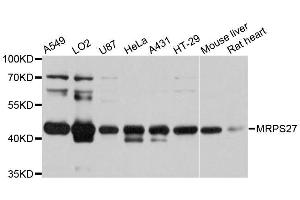 Western blot analysis of extracts of various cell lines, using MRPS27 antibody. (MRPS27 Antikörper  (AA 255-414))