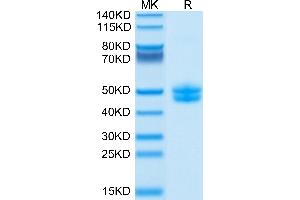 Biotinylated Cynomolgus CD3E&CD3G on Tris-Bis PAGE under reduced conditions. (CD3E & CD3G (AA 22-117) protein (Fc Tag,Biotin))