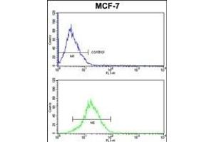 KRT13 Antibody (N-term) (ABIN390662 and ABIN2840957) FC analysis of MCF-7 cells (bottom histogram) compared to a negative control cell (top histogram). (Cytokeratin 13 Antikörper  (N-Term))