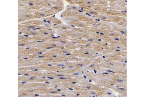 Immunohistochemistry analysis of paraffin-embedded mouse heart using,MYBPC3 (ABIN7074729) at dilution of 1: 2000 (MYBPC3 Antikörper)