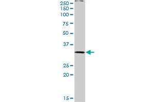 PLSCR3 MaxPab rabbit polyclonal antibody. (PLSCR3 Antikörper  (AA 1-295))