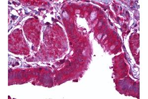 Anti-MFGE8 / MFG-E8 antibody IHC of human lung, epithelium. (MFGE8 Antikörper)