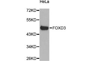 Western blot analysis of extracts of HeLa cells, using FOXD3 antibody. (FOXD3 Antikörper)