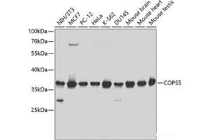 Western blot analysis of extracts of various cell lines using COPS5 Polyclonal Antibody at dilution of 1:1000. (COPS5 Antikörper)