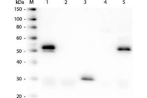 Western Blot of Unconjugated Anti-Rabbit IgG (H&L) (DONKEY) Antibody (Min X Bv Ch Gt GP Ham Hs Hu Ms Rt & Sh Serum Proteins). (Esel anti-Kaninchen IgG Antikörper (DyLight 680) - Preadsorbed)