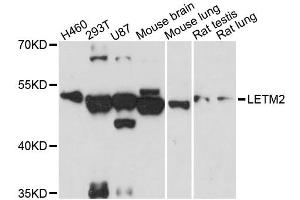Western blot analysis of extracts of various cell lines, using LETM2 antibody (ABIN6293114) at 1:3000 dilution. (LETM2 Antikörper)