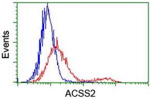 HEK293T cells transfected with either RC204260 overexpress plasmid (Red) or empty vector control plasmid (Blue) were immunostained by anti-ACSS2 antibody (ABIN2455075), and then analyzed by flow cytometry. (ACSS2 Antikörper)