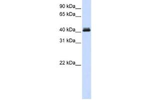 Western Blotting (WB) image for anti-Calcium Activated Nucleotidase 1 (CANT1) antibody (ABIN2459551)