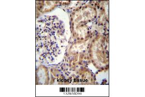 RNF43 Antibody immunohistochemistry analysis in formalin fixed and paraffin embedded human kidney tissue followed by peroxidase conjugation of the secondary antibody and DAB staining.