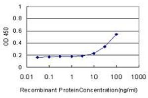 Detection limit for recombinant GST tagged MEF2A is approximately 10ng/ml as a capture antibody. (MEF2A Antikörper  (AA 71-170))