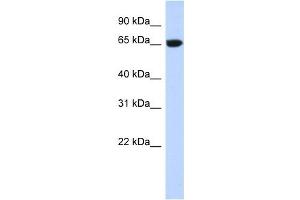 GTPBP2 antibody used at 1 ug/ml to detect target protein. (GTPBP2 Antikörper  (N-Term))