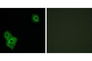 Peptide - +Immunohistochemistry analysis of paraffin-embedded human brain tissue, using AIFM3 antibody. (AIFM3 Antikörper)