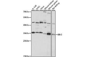 Western blot analysis of extracts of various cell lines, using BIN3 antibody (ABIN7265931) at 1:1000 dilution. (BIN3 Antikörper  (AA 1-253))