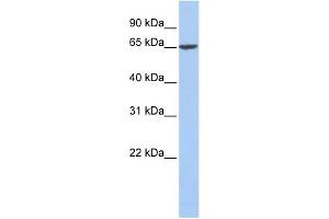 WB Suggested Anti-FGA Antibody Titration:  0. (FGA Antikörper  (Middle Region))