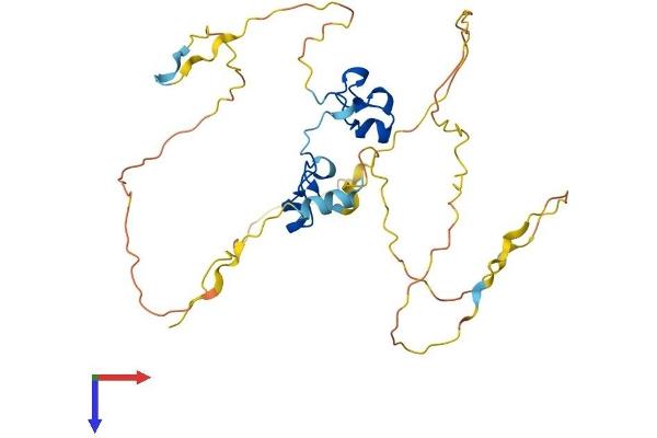 ZFP36 Protein (AA 1-326) (His tag)