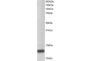 Western Blotting (WB) image for anti-Parkinson Protein 7 (PARK7) (C-Term) antibody (ABIN2466069) (PARK7/DJ1 Antikörper  (C-Term))